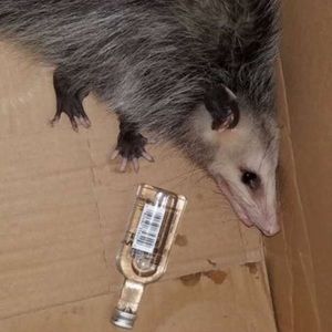 Meet your Posher, Lizandro